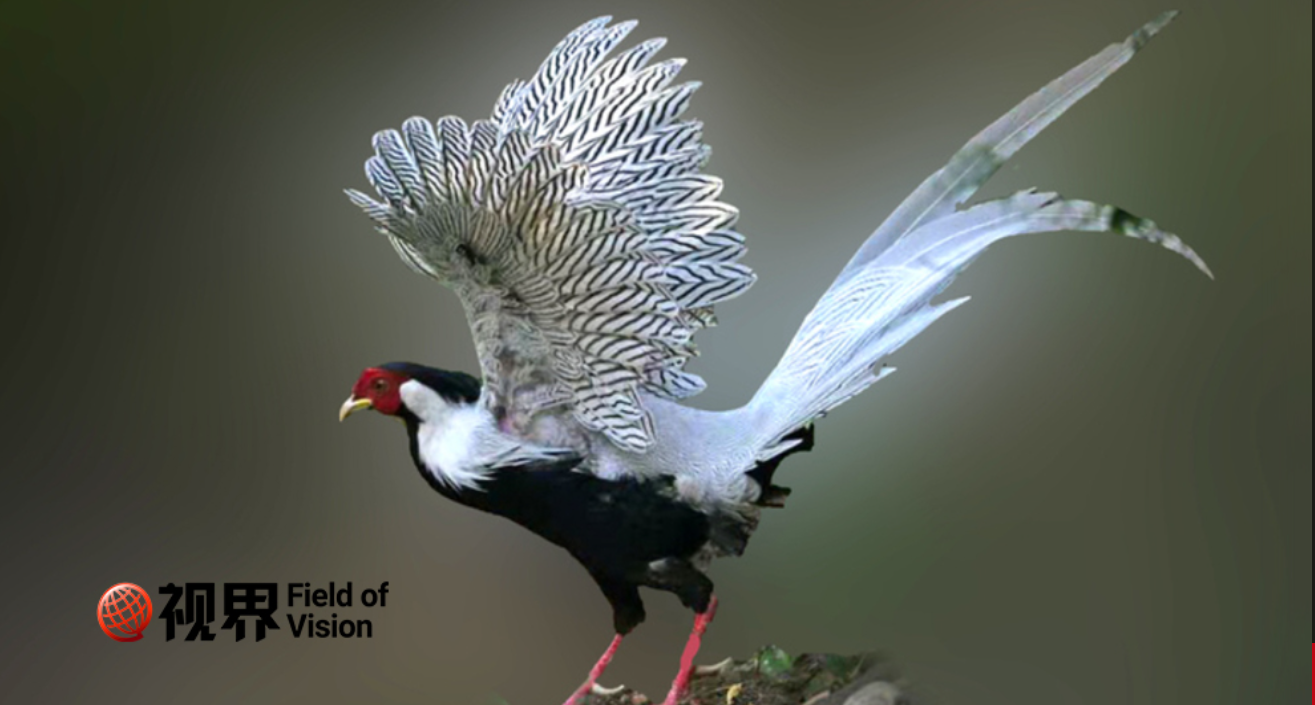 “林中仙”白鹇有多美？李白爱到作诗来换