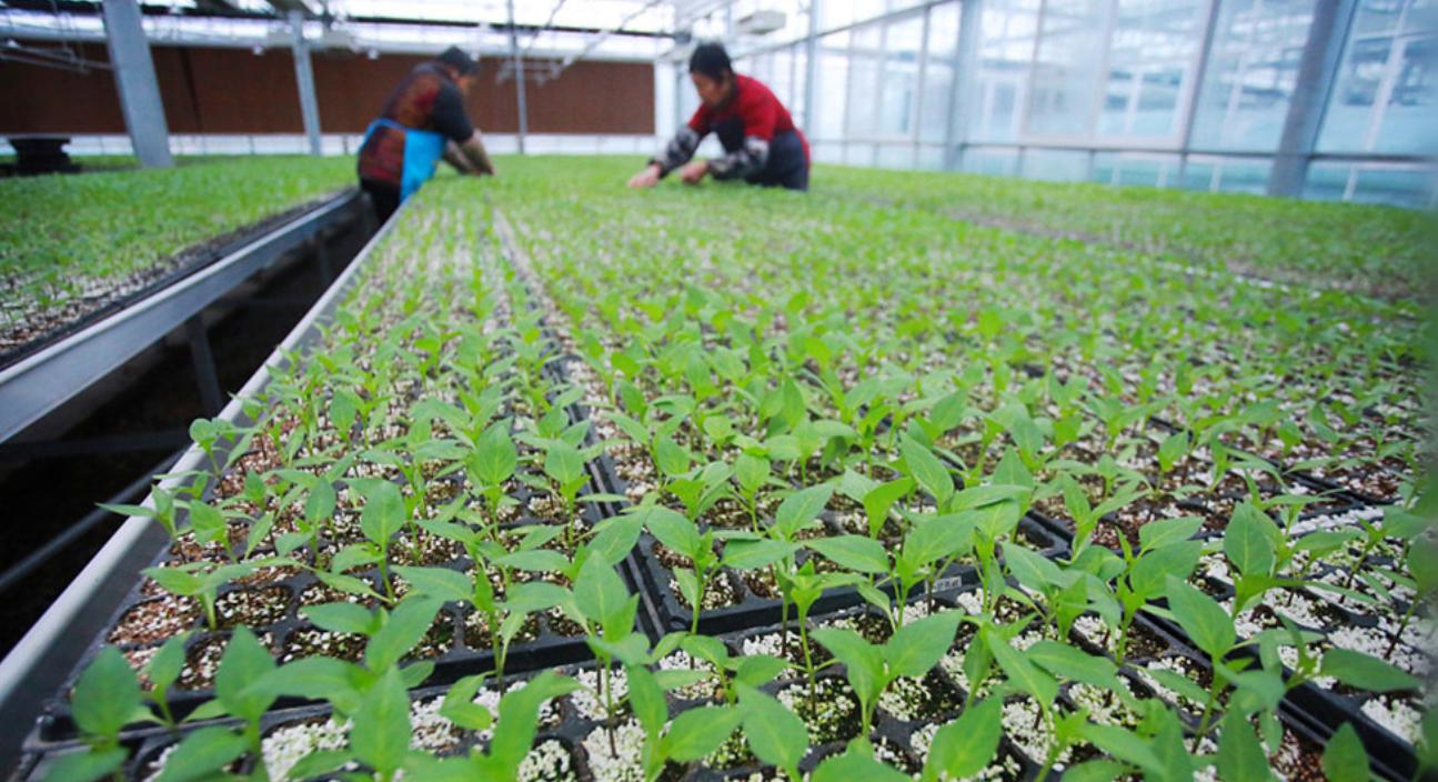 让“土特产”产业推动乡村振兴？农业农村部：重点从四方面下功夫