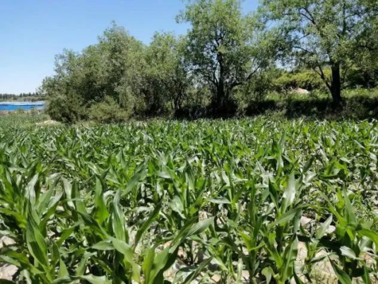 太原阳曲县水头村种植能手张文林 助力乡村振兴共致富1008.png