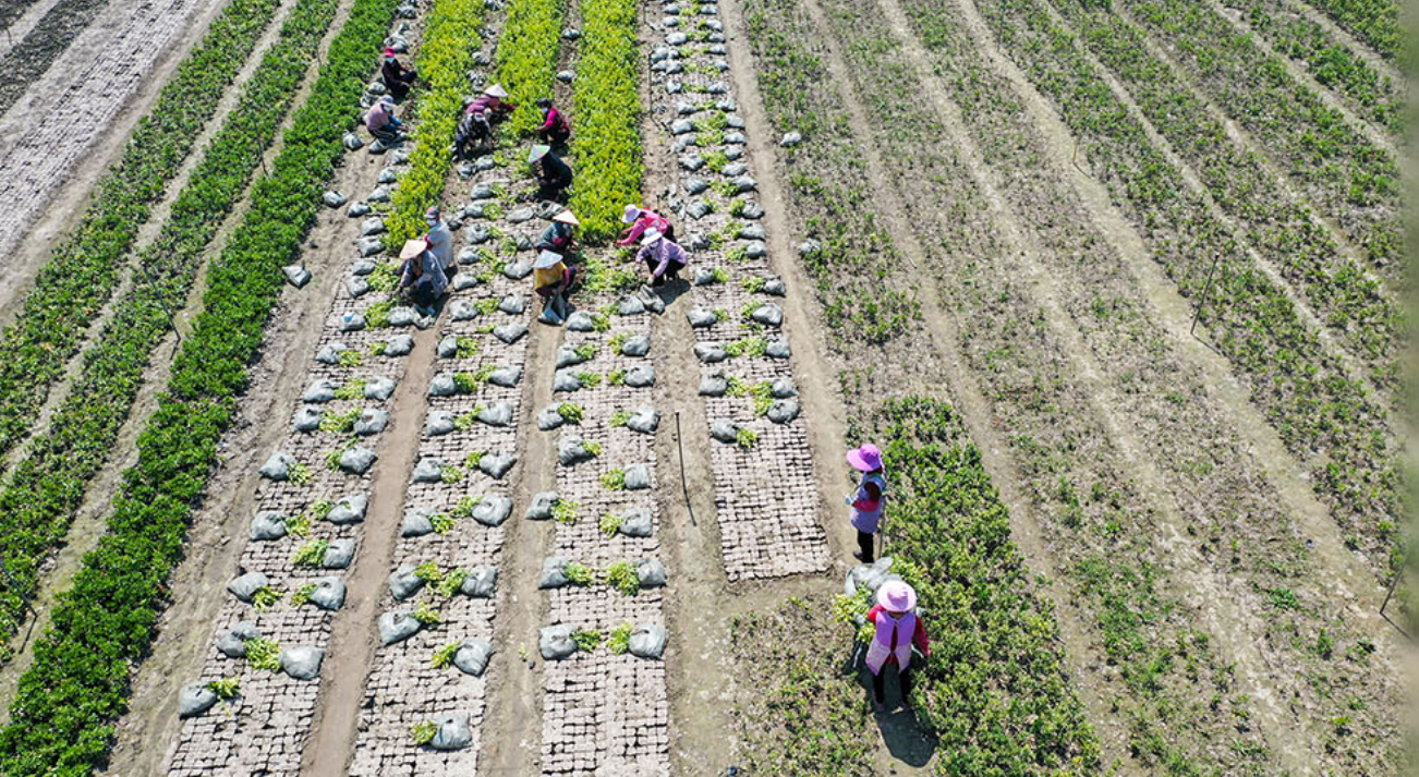 推广特色产业“万元田”模式 “穷山沟”走上小康路