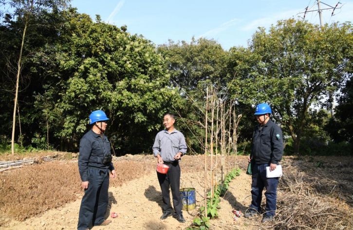 福建云霄供电：防治并举 构筑线路走廊安全通道