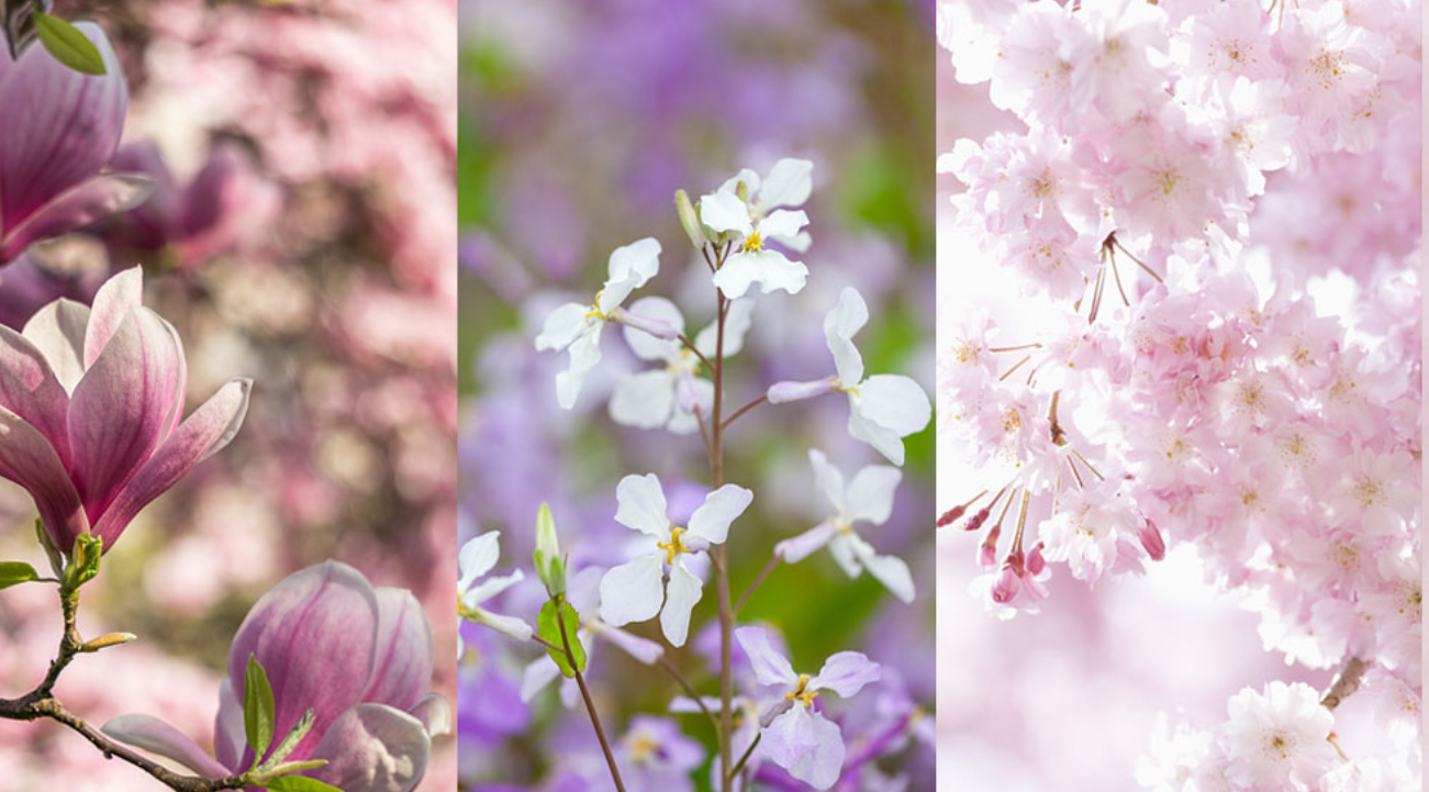 春花组团出道！变身赏花达人去追花