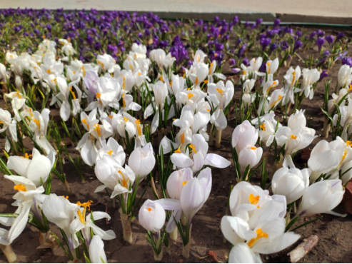 太原植物园：藏红花开 绚丽多彩