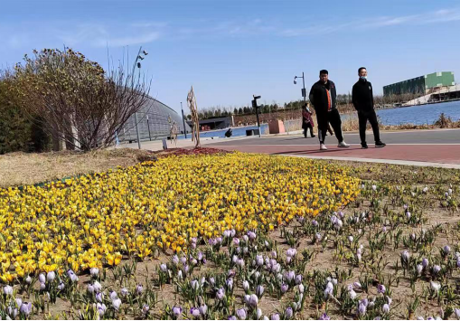 太原植物园:藏红花开 绚丽多彩388.png