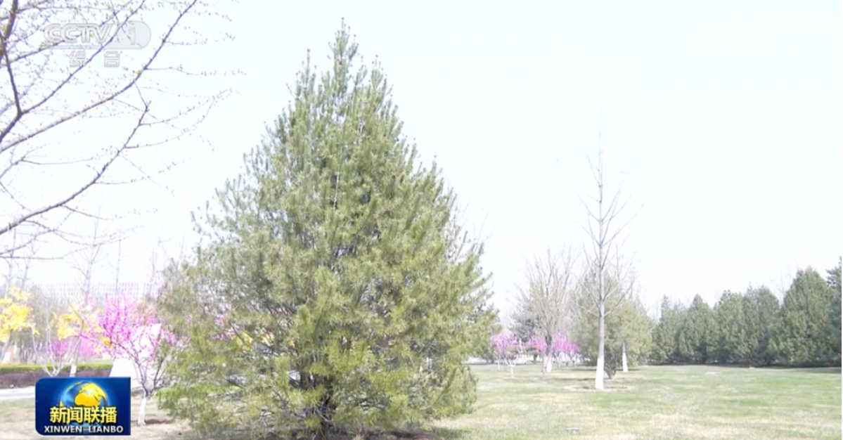 连续11年参加首都义务植树活动，总书记殷切寄语