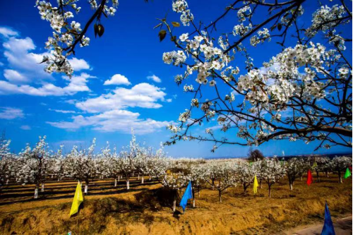 4月11日启幕，“中国梨都 • 大美隰县”玉露香梨花季欢迎您