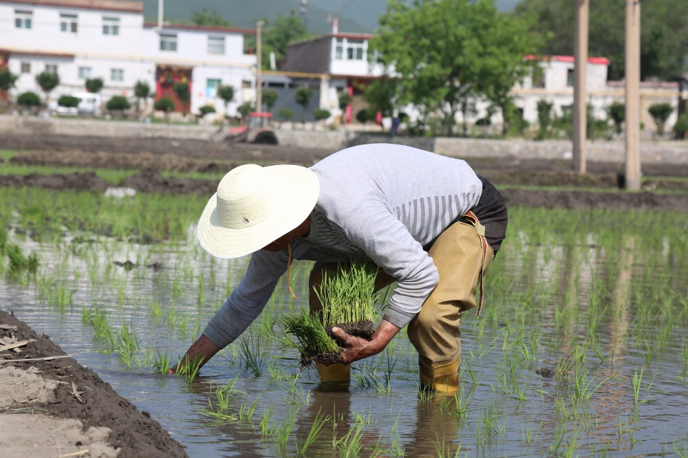 太原晋祠水稻：插下第一秧种下新希望