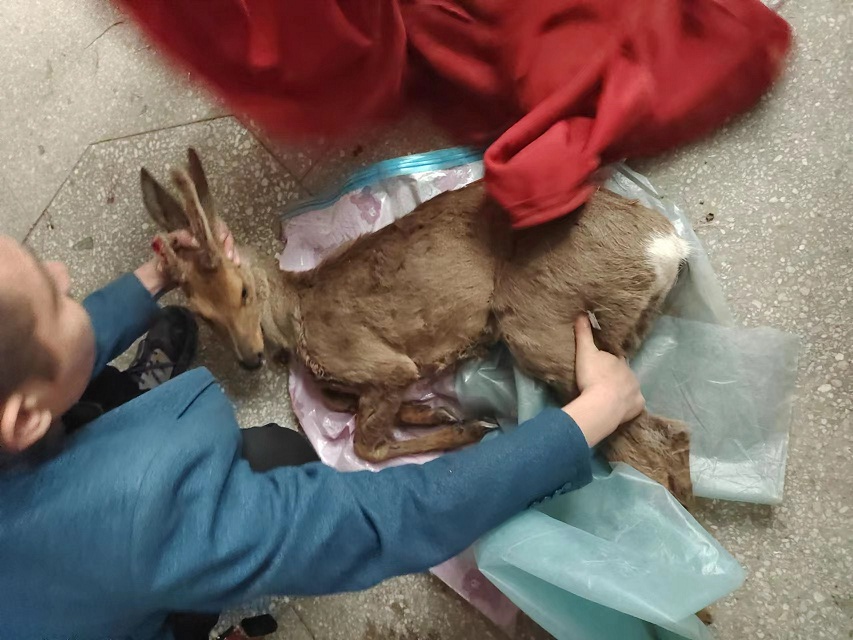 山西太谷：警民合力救助受伤野生狍鹿