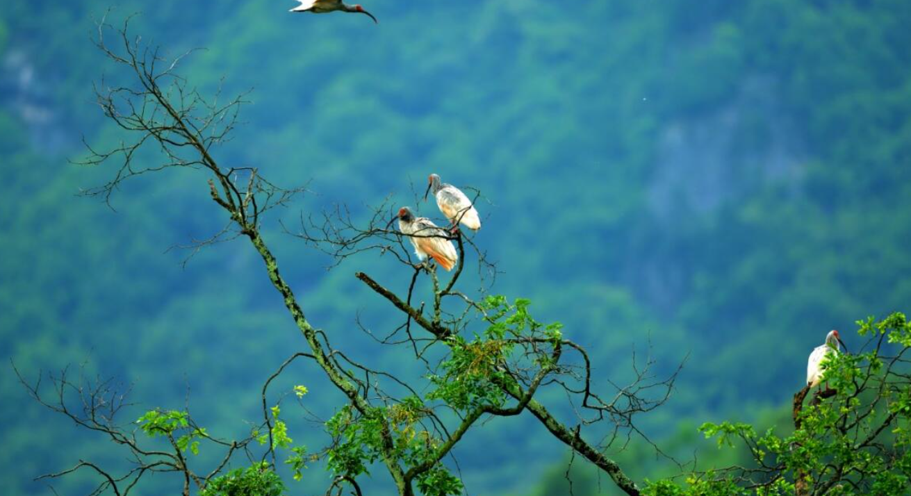 我国重点保护野生动植物种群持续恢复