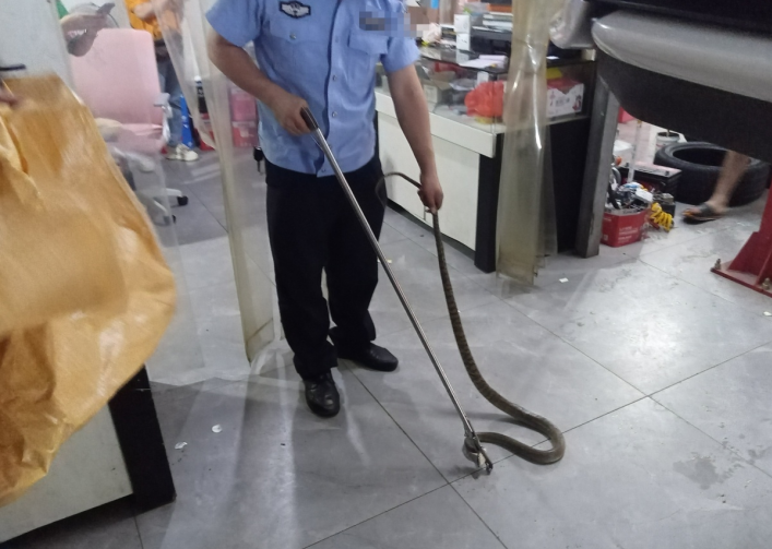  福建福安民警徒手擒蛇放归大自然