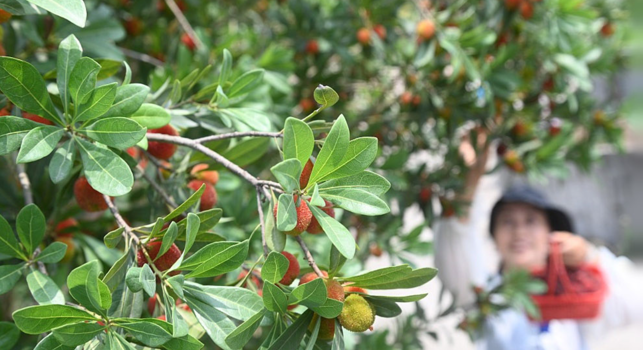 享受夏日“梅”好时光 多地迎来水果采摘季