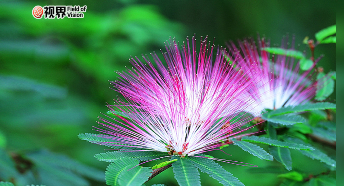 失眠emo难解忧 这朵小花来帮忙