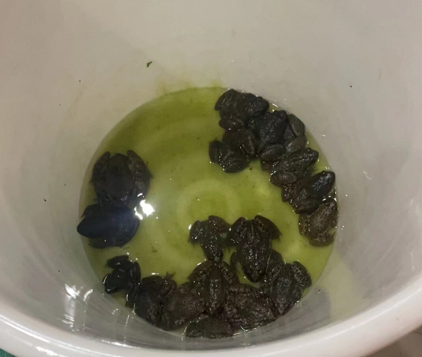 非法捕猎野生石蛙 福建福安民警设卡男子被抓