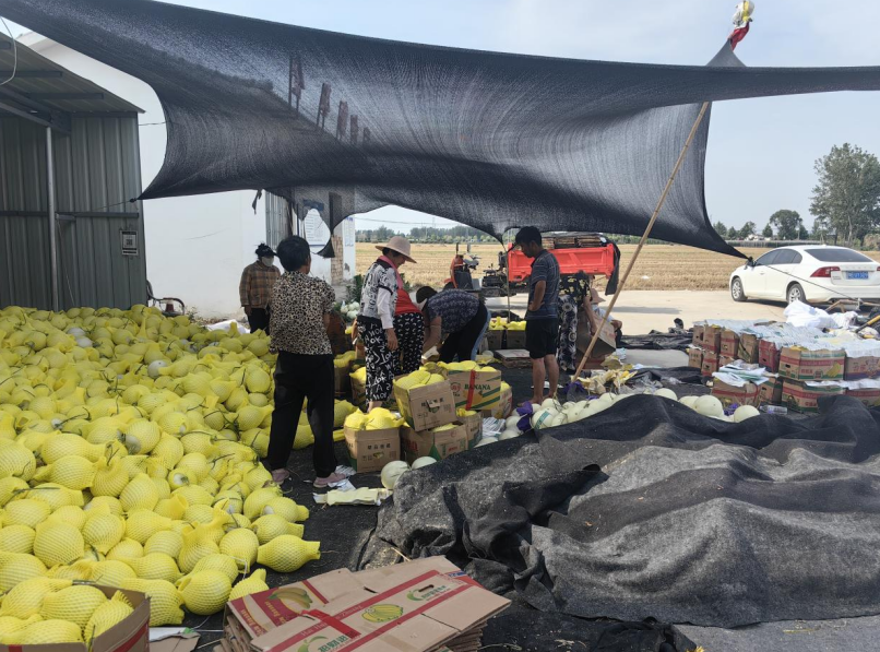 河南开封：蜜瓜种植托起“甜蜜”致富路