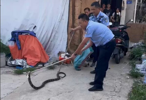 2米长蛇入户 福建福安民警化身“捕蛇达人”