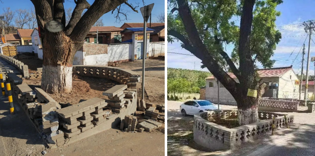 长治武乡县检察院：公益诉讼守护绿色家园  筑牢古树安全保护屏障