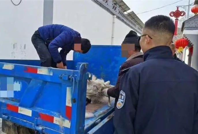 太原娄烦：民警找回丢失羊  群众心里“暖洋洋”