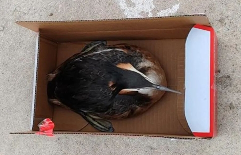 大同天镇：警民携手救助野生动物  共筑和谐生态环境