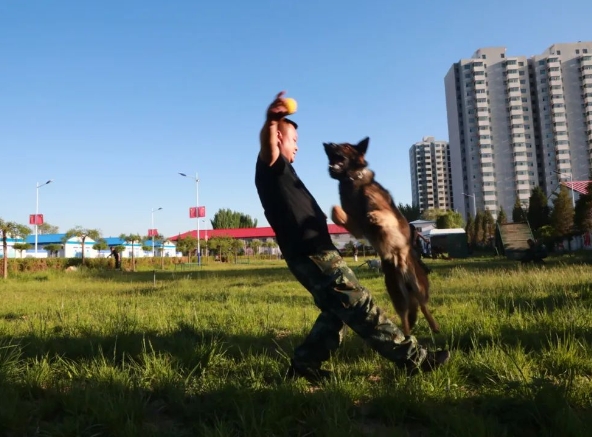走进警犬基地，带您探访警中“汪汪队”