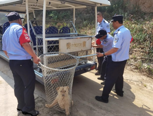 危险！疯犬伤人  民警迅速处置！