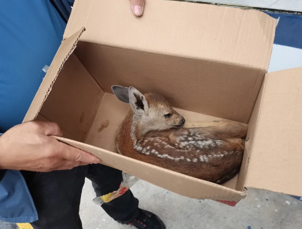 长治平顺：梅花鹿落难！警察蜀黍出手相助
