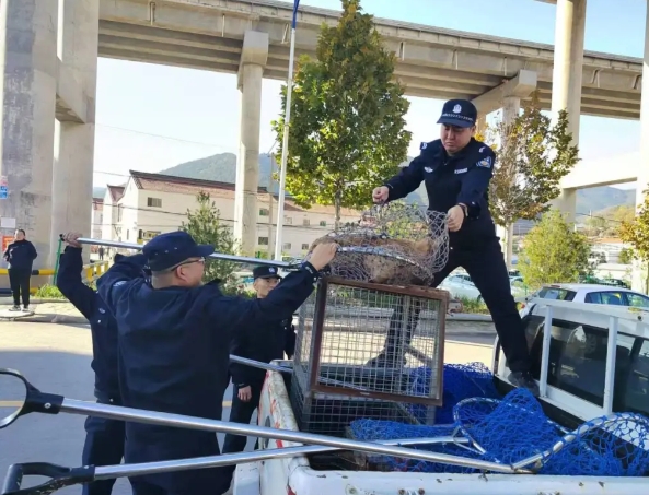 流浪犬只“捕捉＋收容”，长治平顺公安在行动