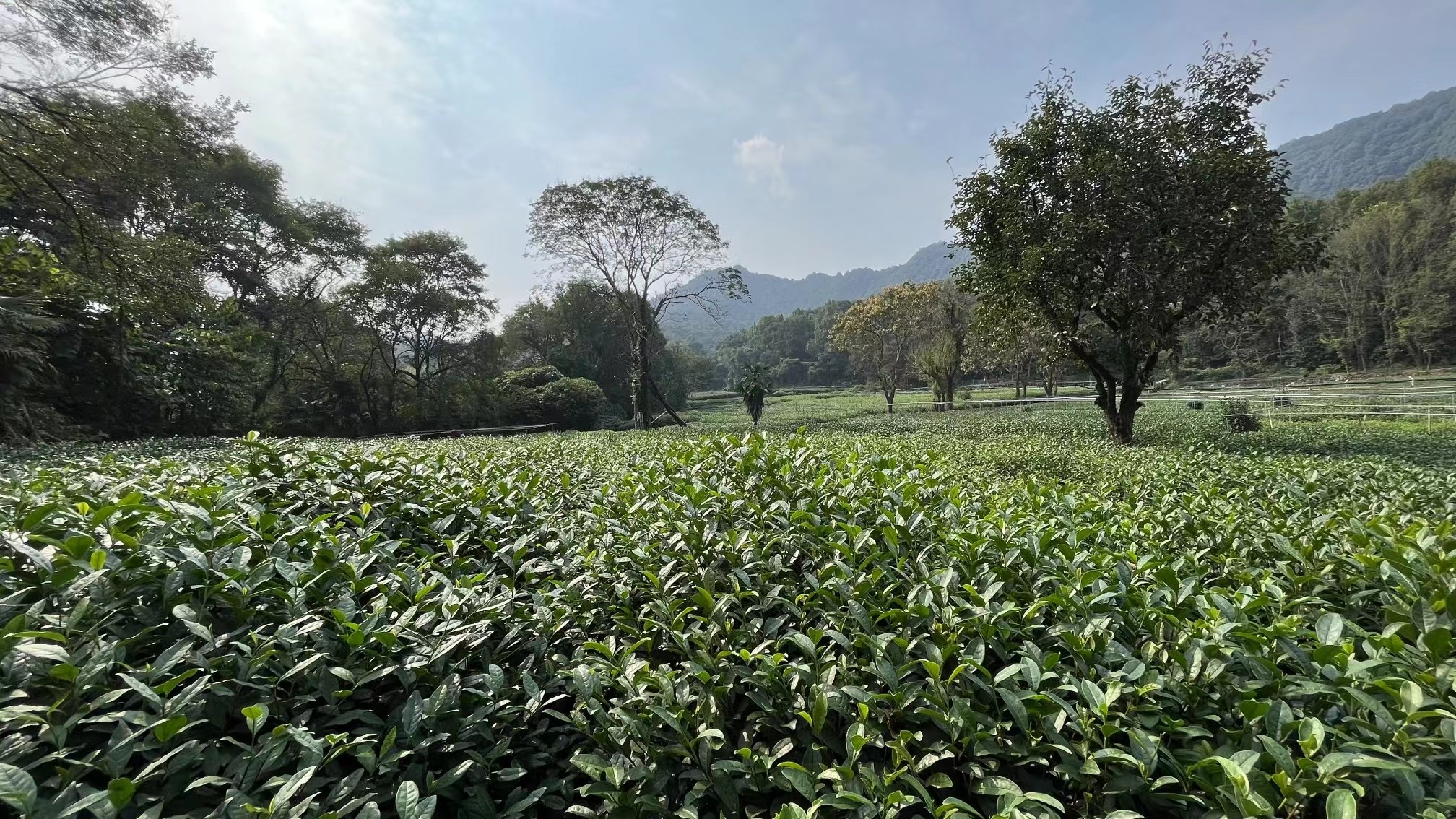 解读西湖龙井之密码  一盏佛茶沁江南人家