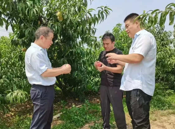 临汾翼城农商银行：桃实初成映骄阳  金融护航助农忙