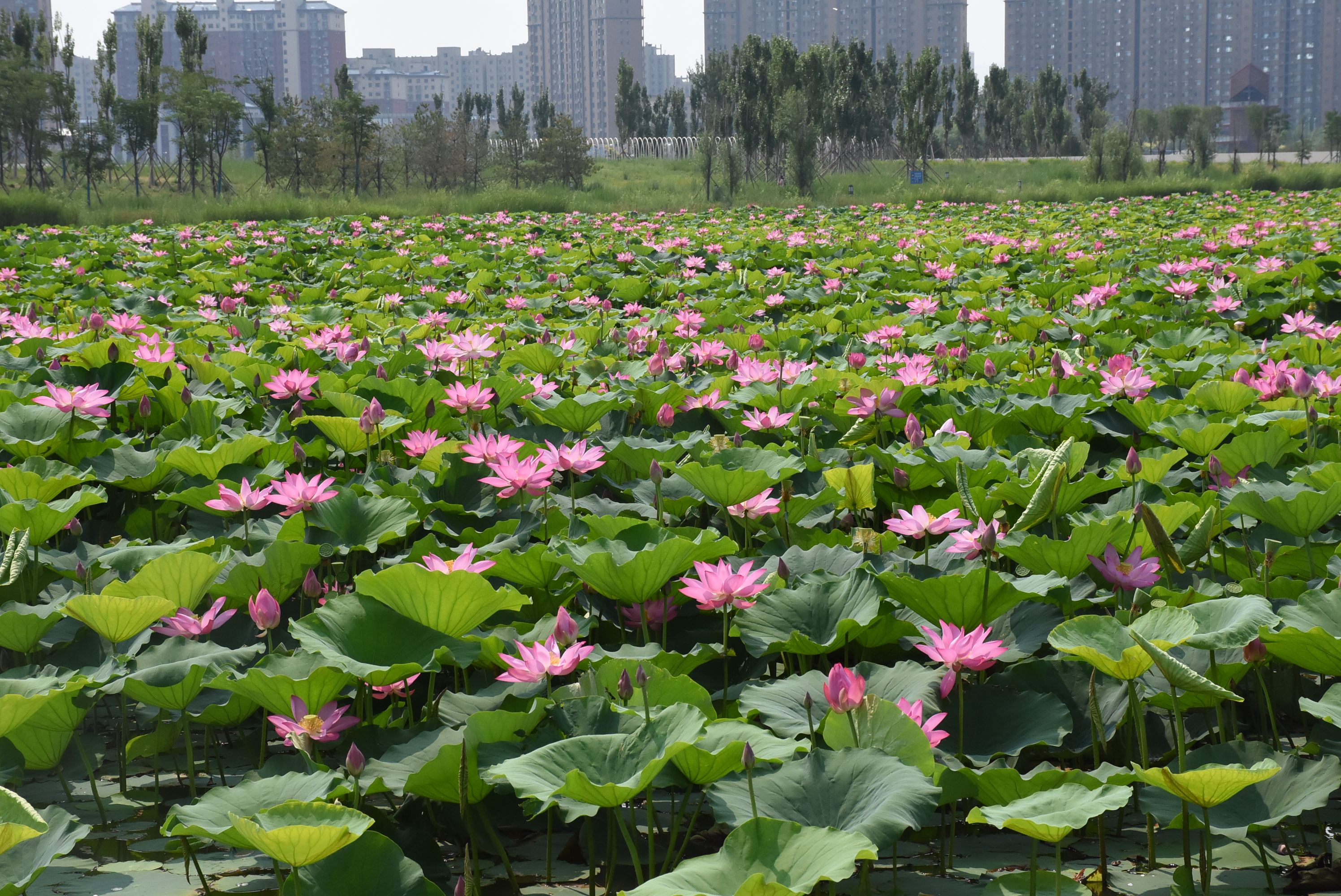 运城：夏日赏荷正当时  芙蕖花开尧梦湖