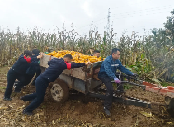 护航秋收“零距离”！长治黎城公安“警察蓝”守护百姓“粮袋子”