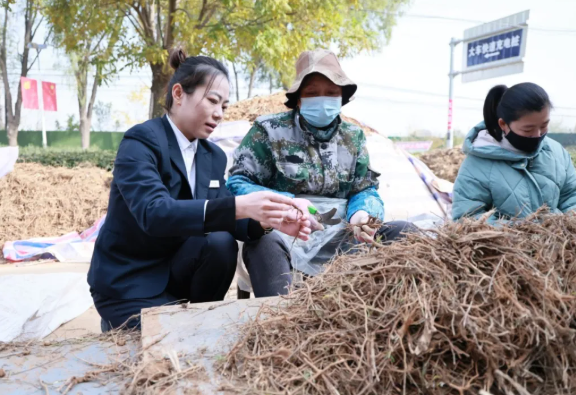 药材变“银条”！临汾浮山农商行北王支行让“苦药苗” 长成“甜腰包”
