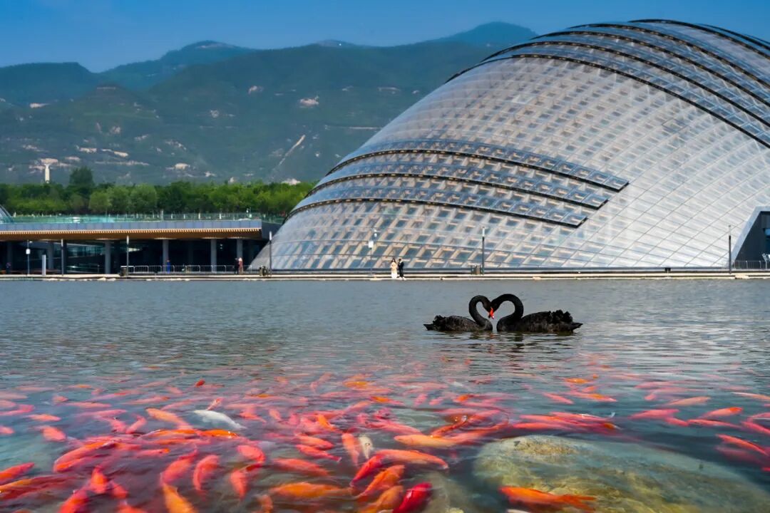 太原植物园黑天鹅家族“添丁”，初冬湖面跃动新生