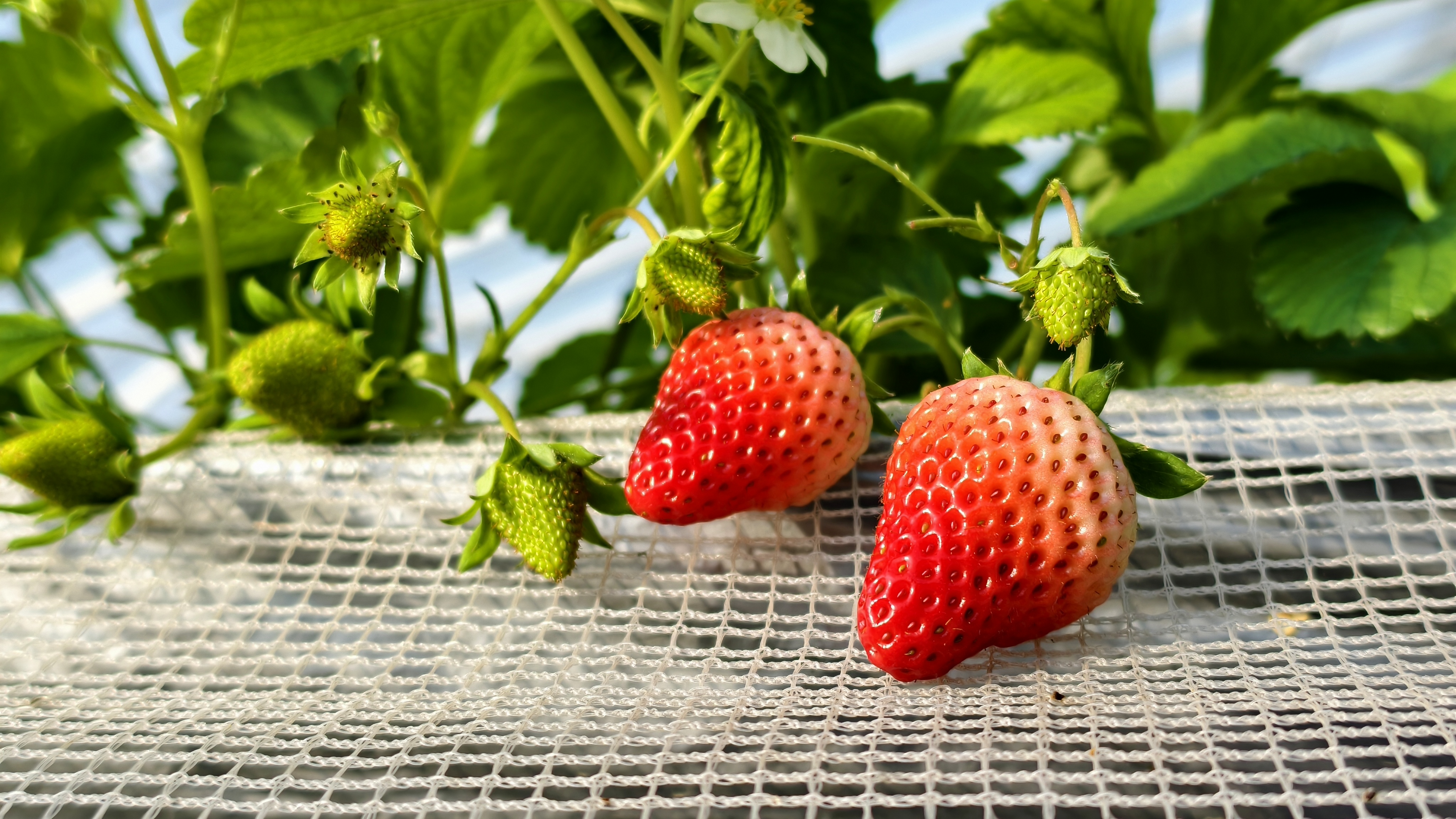 太原晋源区：科技向新  迎来“莓”好“丰”景