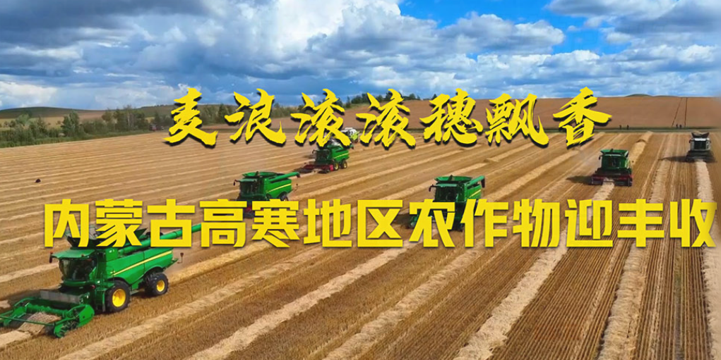 内蒙古高寒地区农作物迎丰收