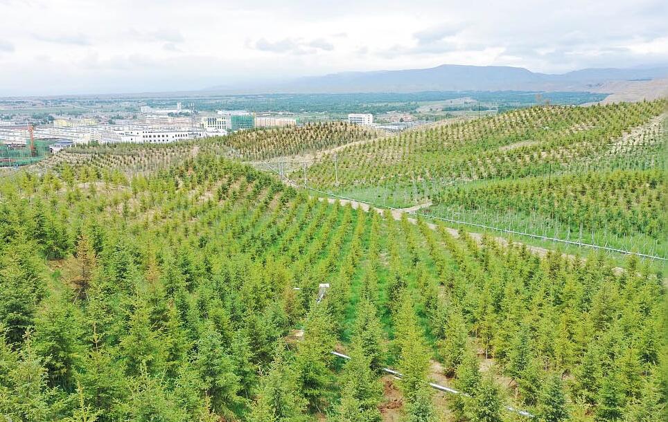 【焦点访谈】植此青绿 造福人民