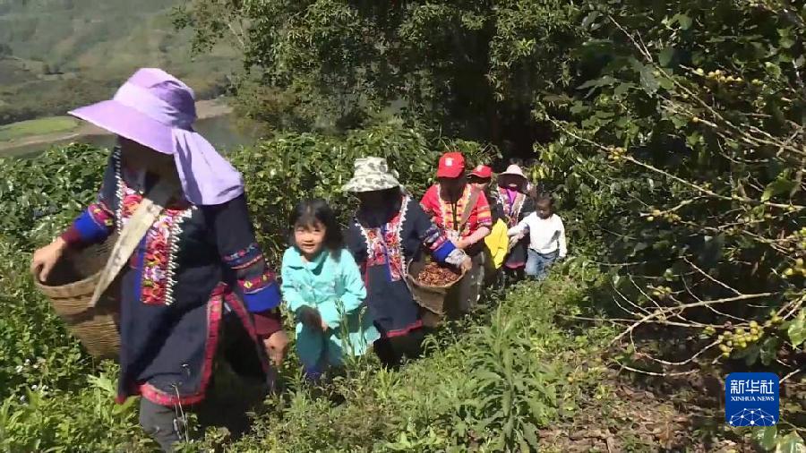 云南宁洱：“金豆豆”领跑山区绿色产业