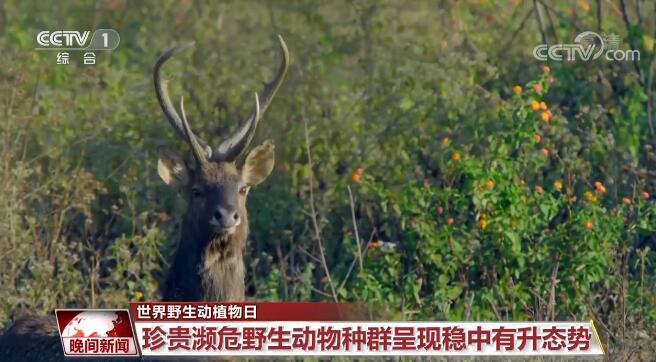 关注旗舰物种保护 我国逐步构建野生动植物保护体系