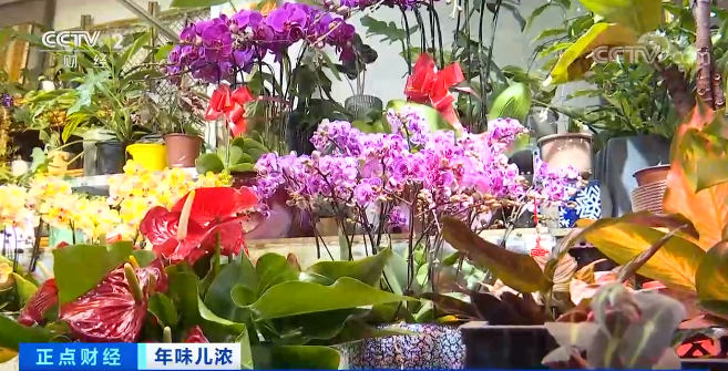 味儿浓 北京：蝴蝶兰销量大增