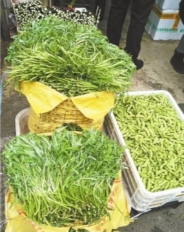 武汉特色蔬菜藜蒿大量上市
