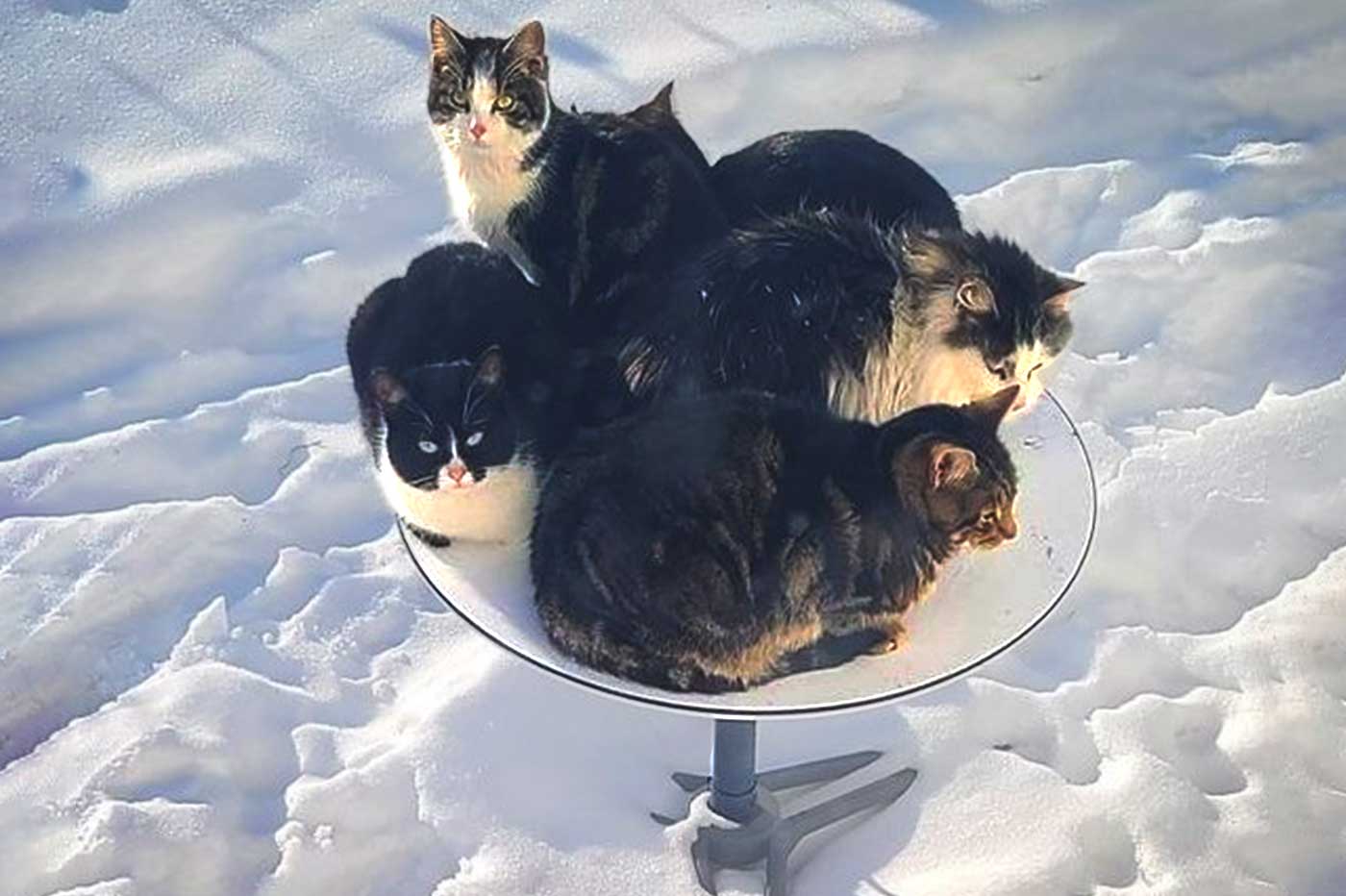 马斯克“卫星锅”成猫咪取暖器，工程师：猫是暖和了，网速慢得让人抓狂