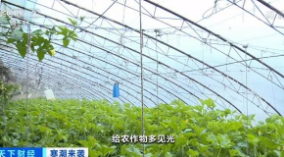 新疆伊犁河谷：大雪寒潮 全力保障温室蔬菜生产