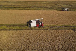 亩产1326.77公斤！我国水稻种植单产再创世界新纪录