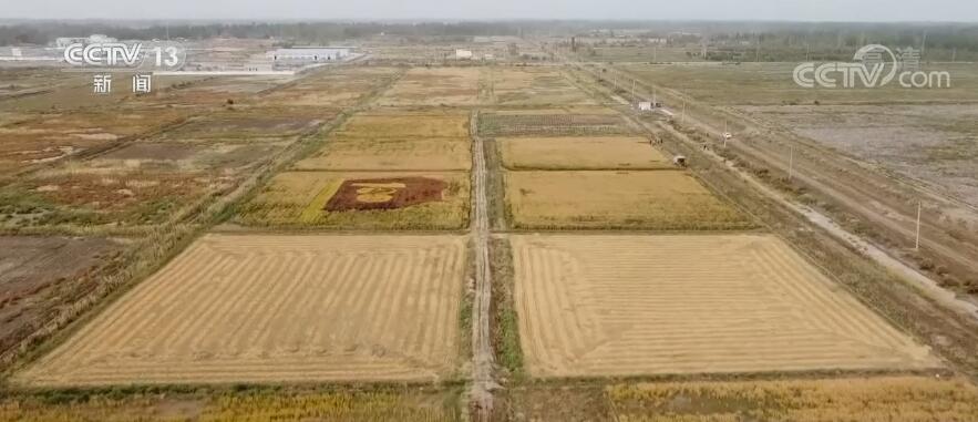 【丰收中国】新疆喀什：耐盐碱海水稻获丰收 亩产超千斤