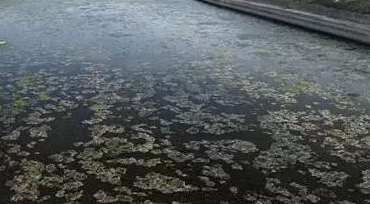 中央生态环保督察揭露两市水体返黑返臭背后原因