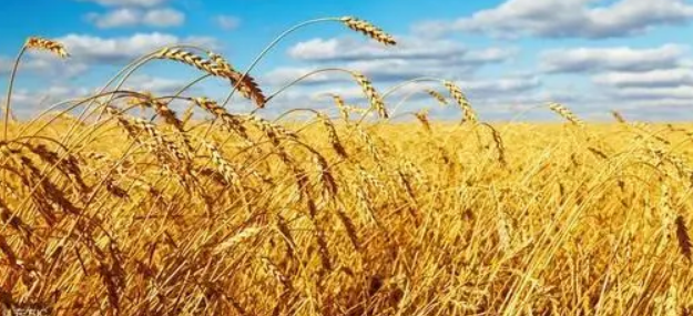 学习进行时丨粮食问题有多重要？习近平这些话讲得特别透