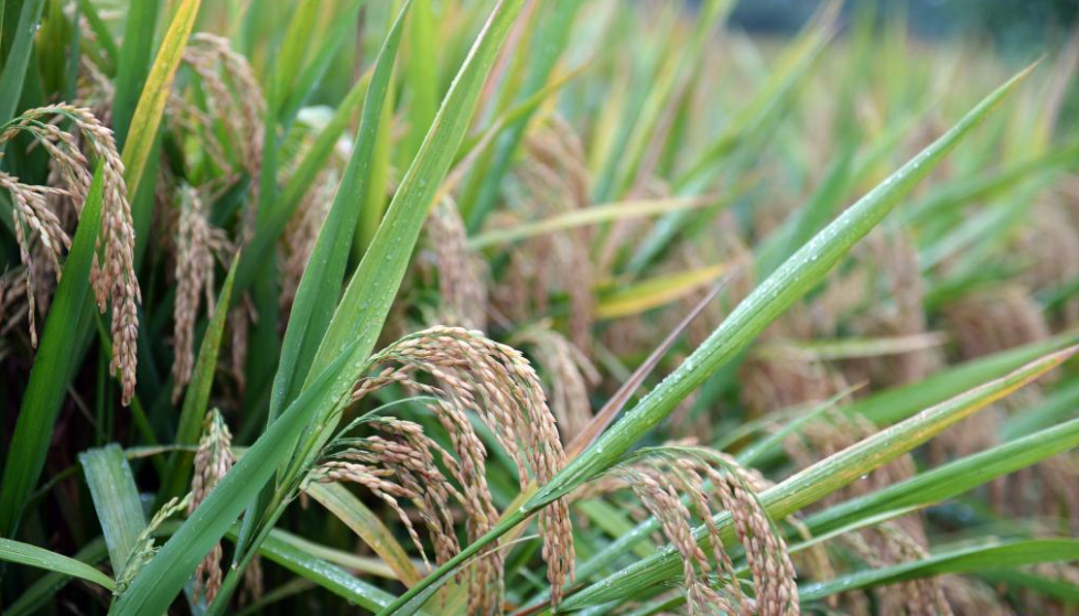 1603.9公斤！袁隆平团队研发的杂交水稻双季亩产刷新纪录