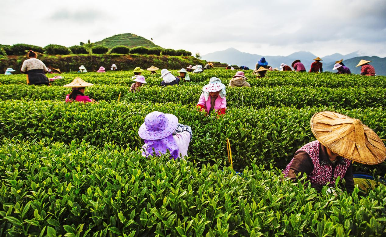 福建华安：逛“茶烘” 品“茶米” 听茶史