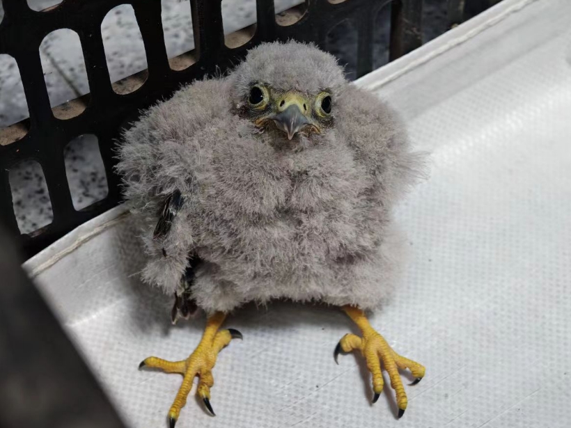 太原公安尖草坪分局光社派出所及时救助一只国家二级重点保护动物“红隼”