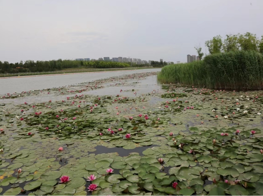 莲开晋阳湖