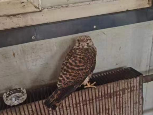 红隼翅膀受伤，长治潞东公安“警”急救助